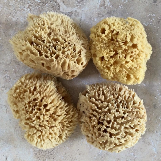 Sea Sponge